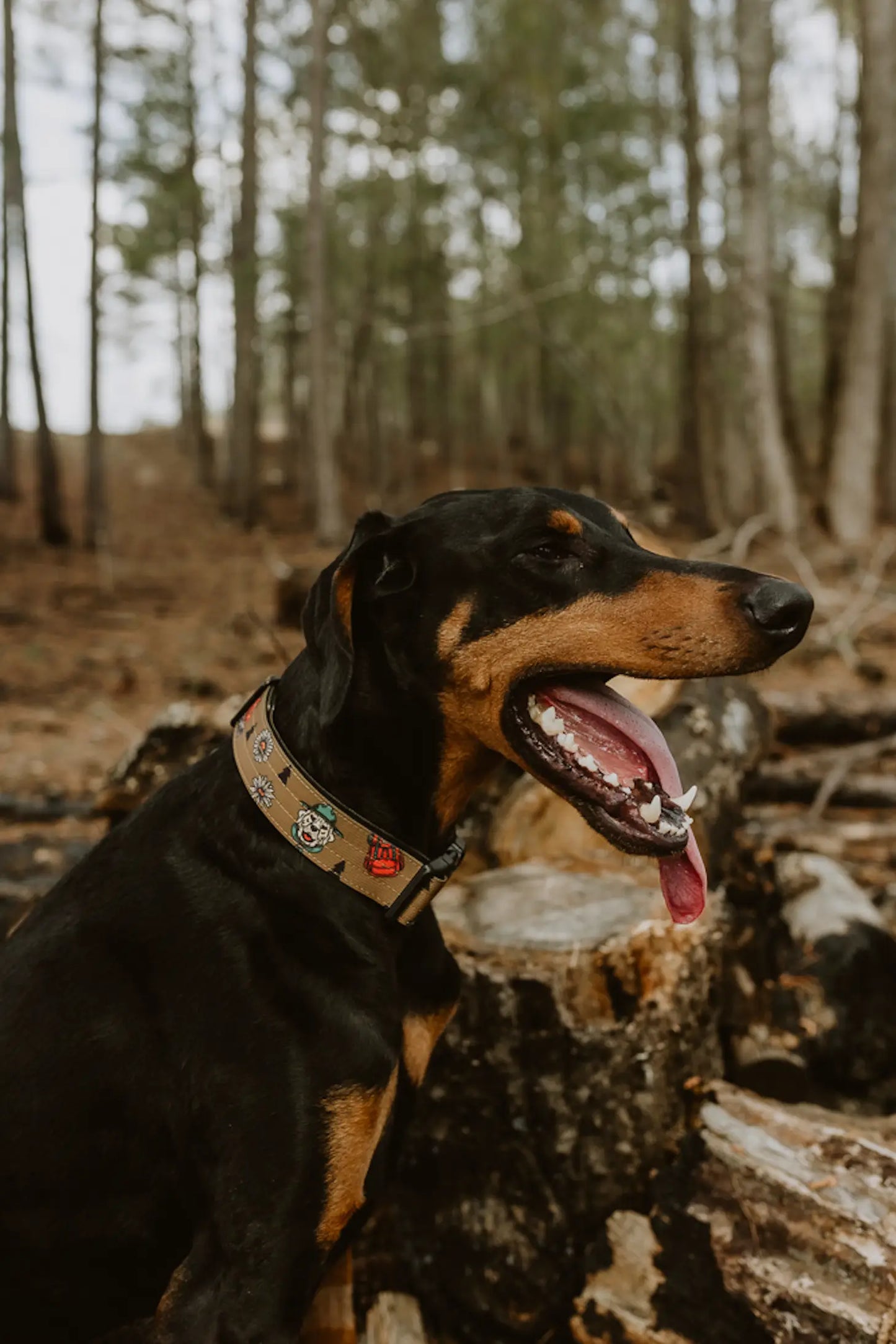 National Barks Dog Collar