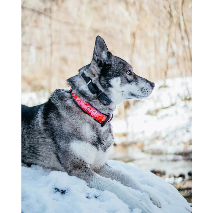 Adventure On Dog Collar